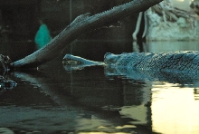 International Herp Symposium 2011