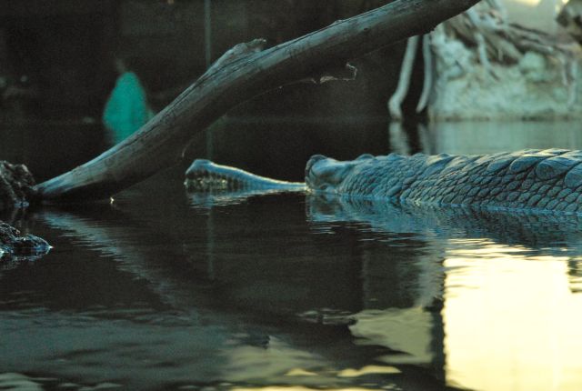 International Herp Symposium 2011