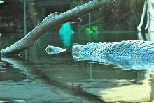 International Herp Symposium 2011