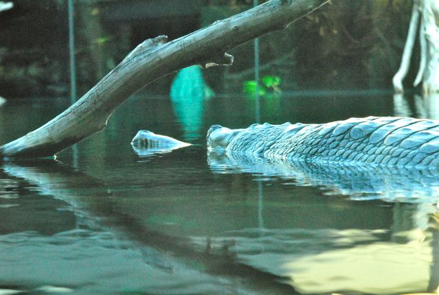 International Herp Symposium 2011