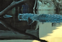 International Herp Symposium 2011