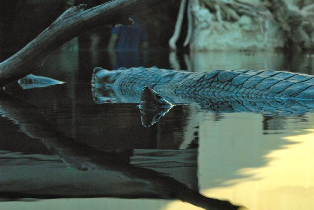 International Herp Symposium 2011