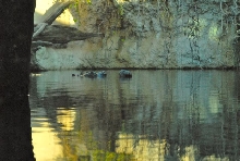 International Herp Symposium 2011