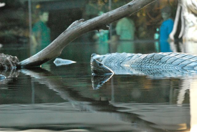 International Herp Symposium 2011