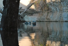 International Herp Symposium 2011
