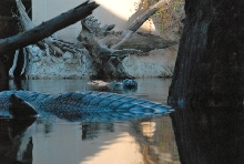 International Herp Symposium 2011