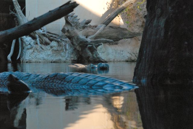 International Herp Symposium 2011