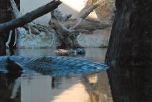International Herp Symposium 2011