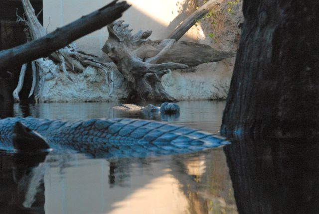 International Herp Symposium 2011