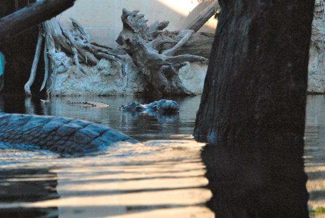 International Herp Symposium 2011
