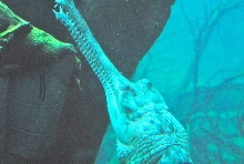 International Herp Symposium 2011