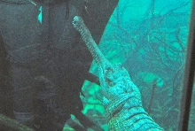 International Herp Symposium 2011