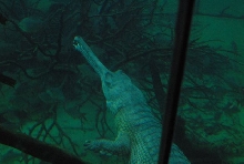 International Herp Symposium 2011
