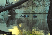 International Herp Symposium 2011