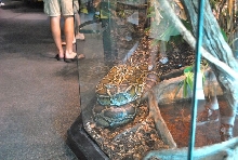 International Herp Symposium 2011