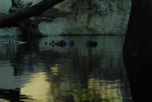 International Herp Symposium 2011
