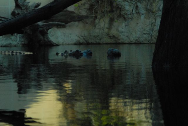 International Herp Symposium 2011
