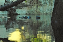 International Herp Symposium 2011