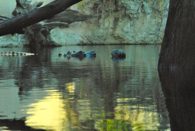 International Herp Symposium 2011