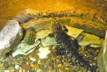 International Herp Symposium 2011