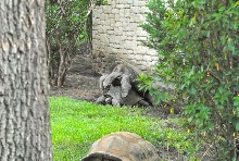 International Herp Symposium 2011