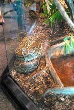 International Herp Symposium 2011