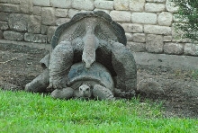 International Herp Symposium 2011