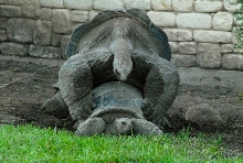 International Herp Symposium 2011