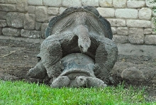 International Herp Symposium 2011