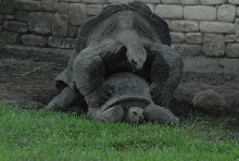 International Herp Symposium 2011