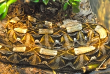 International Herp Symposium 2011