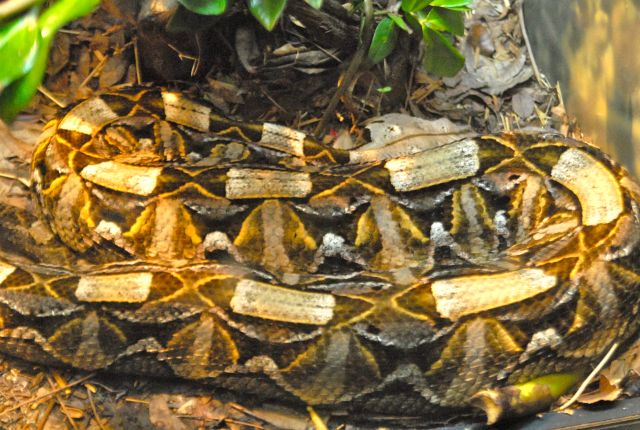 International Herp Symposium 2011