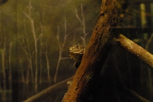 International Herp Symposium 2011