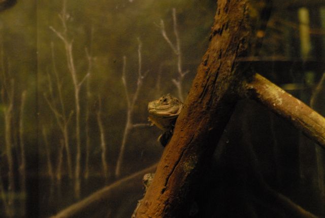 International Herp Symposium 2011