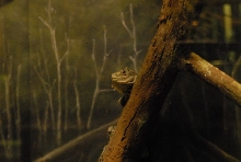 International Herp Symposium 2011