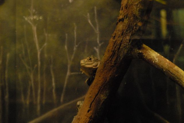 International Herp Symposium 2011