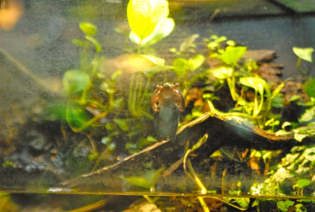 International Herp Symposium 2011