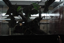 International Herp Symposium 2011