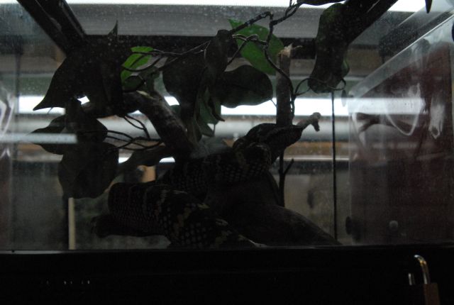 International Herp Symposium 2011