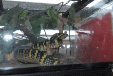International Herp Symposium 2011
