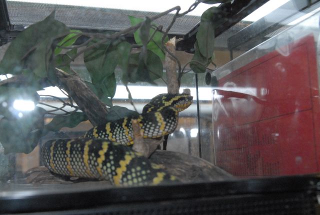 International Herp Symposium 2011