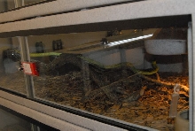 International Herp Symposium 2011