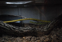 International Herp Symposium 2011