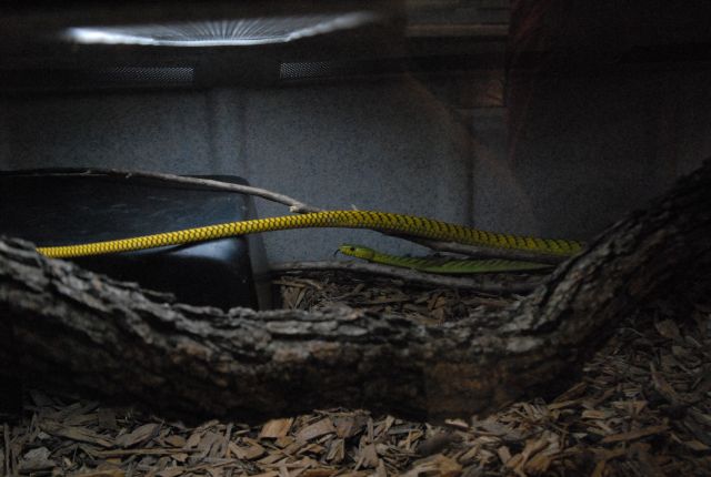 International Herp Symposium 2011