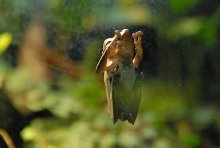 International Herp Symposium 2011