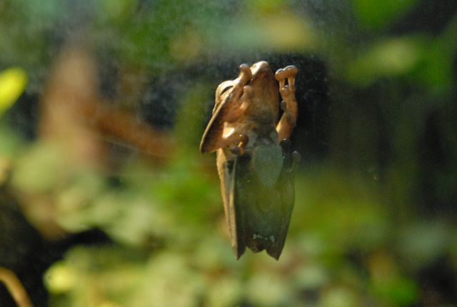 International Herp Symposium 2011