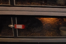 International Herp Symposium 2011