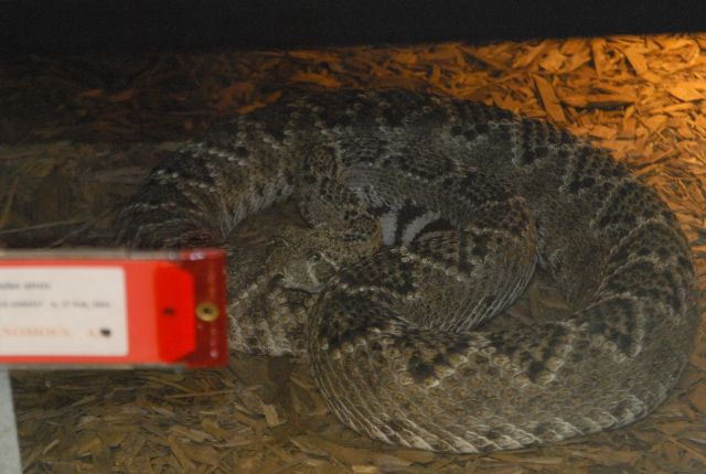 International Herp Symposium 2011