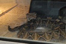 International Herp Symposium 2011