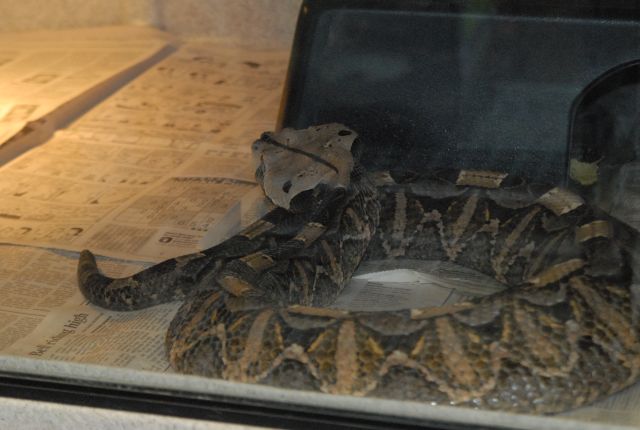 International Herp Symposium 2011
